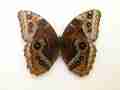 Morpho deidamia neoptolemus underside (Internet Image property of respective owner, non-commercial use only)